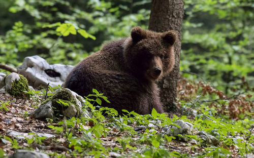 Close-up of a bear