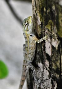 Close-up of a tree