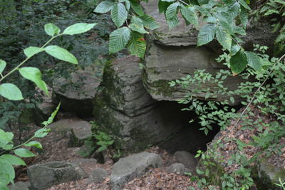 High angle view of plants