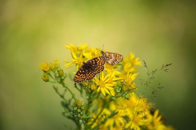 Close-up of butterfly pollinating on yellow flower