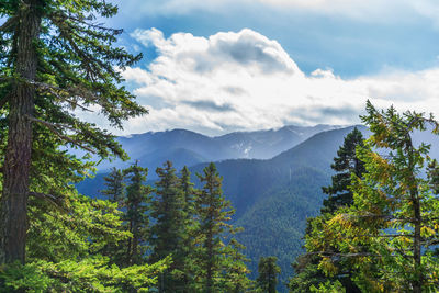 Clouds hang over hurricane ridge in washington state.