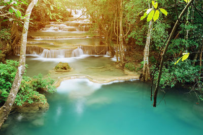 Scenic view of waterfall in forest