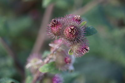 Close-up of pink thistle flower