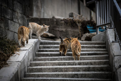 Cats sitting on staircase