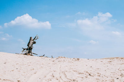 Driftwood on beach against sky