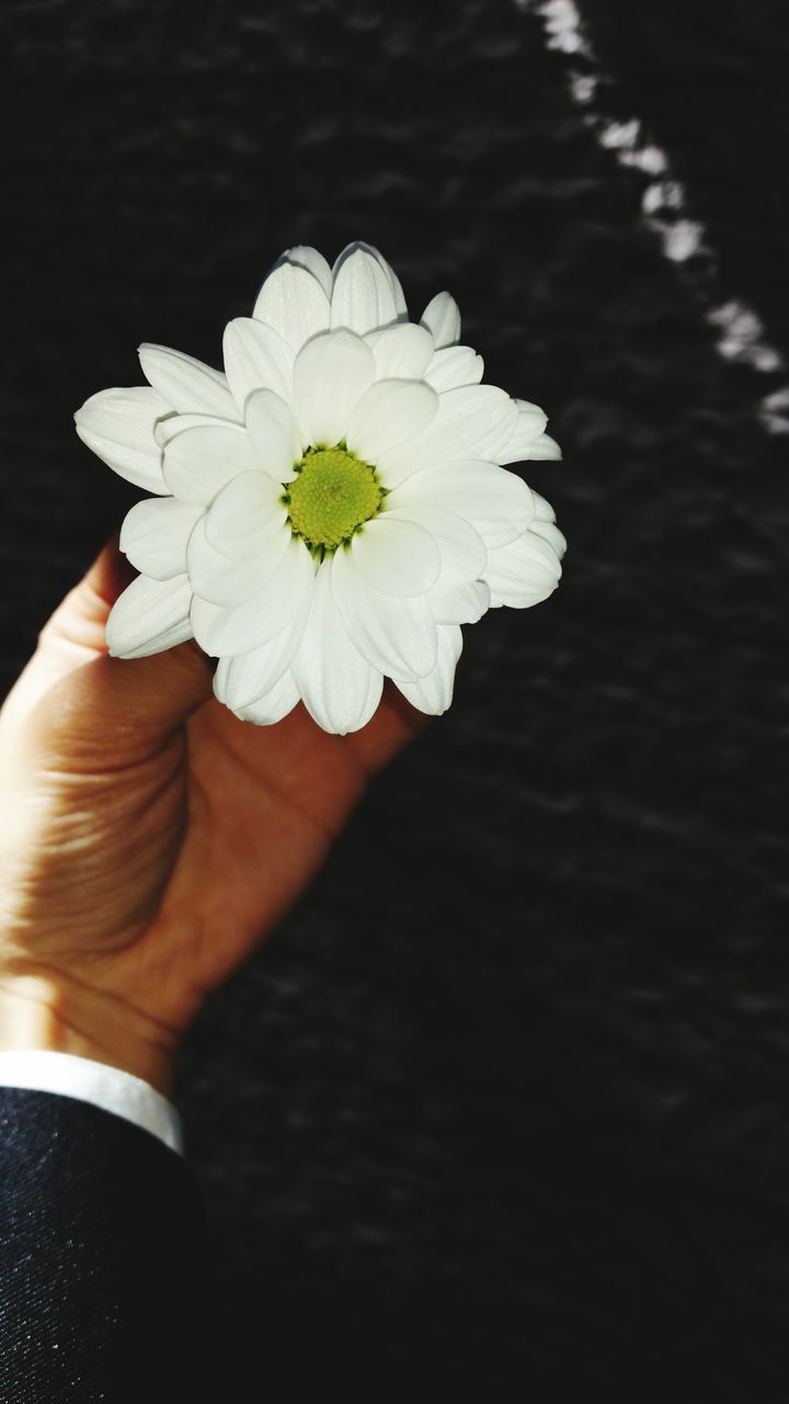 person, flower, holding, freshness, part of, petal, cropped, flower head, human finger, fragility, personal perspective, close-up, white color, single flower, water, unrecognizable person, focus on foreground