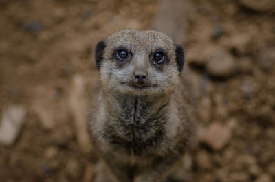 Close-up of meerkat