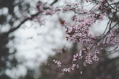 Close-up of cherry blossoms