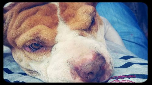 Close-up portrait of dog