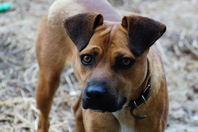 Close-up portrait of dog on field