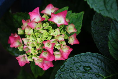 High angle view of pink flowers