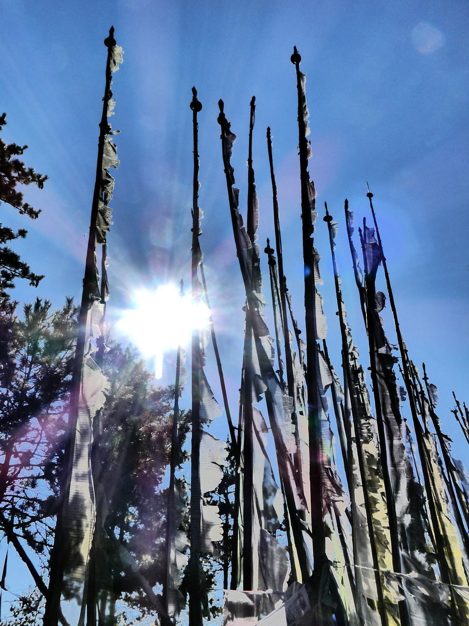 LOW ANGLE VIEW OF SUNLIGHT STREAMING THROUGH TREE