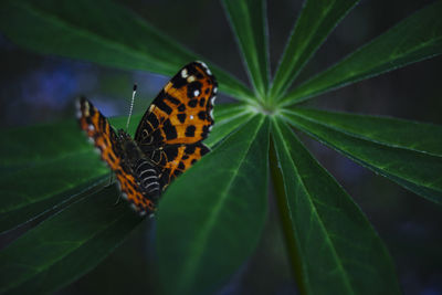 Close-up of butterfly on leaf