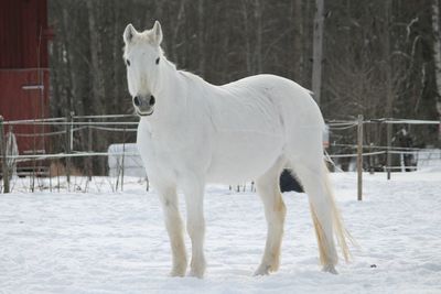 Horse running on snow covered field