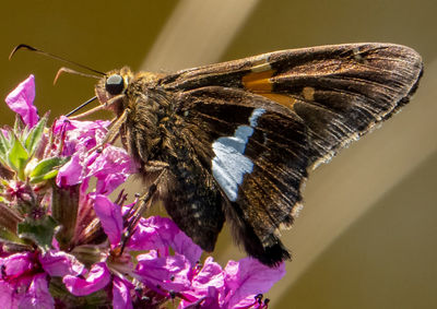 Butterfly on a pink garden flower,