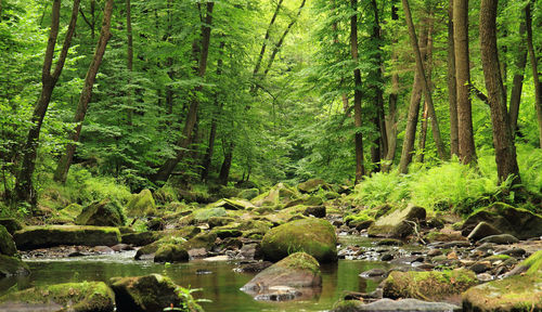 Scenic view of waterfall in forest