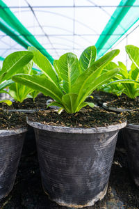 Close-up of potted plant