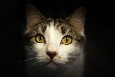 Close-up portrait of cat against black background