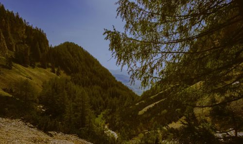 Low angle view of trees on mountain against sky