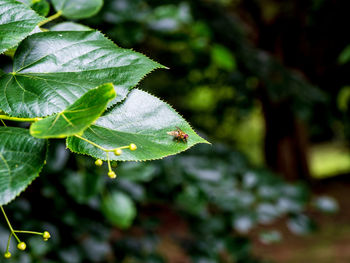 Close-up of leaves on plant