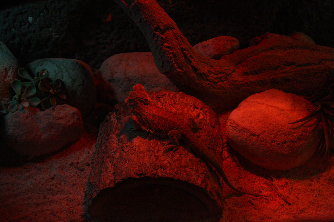 CLOSE-UP OF RED ROCKS