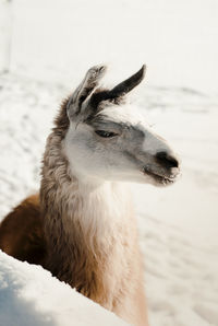 Close-up of a llama looking away