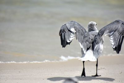 Seagull getting ready for takeoff.