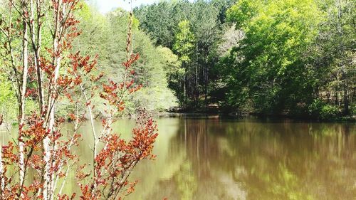 Reflection of trees in lake