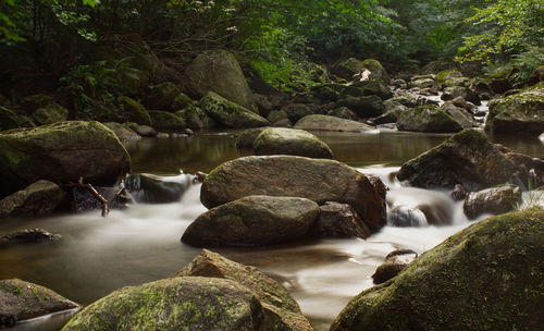 Stream flowing through rocks in forest