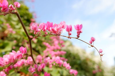 Close-up of pink flowering plant against sky