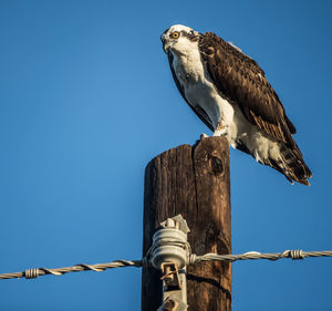 Low angle view of bird perching on wooden post against sky