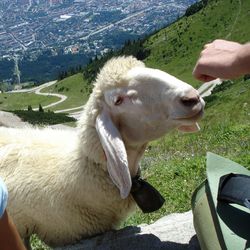 Close-up of sheep on field