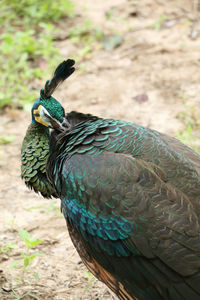 Close-up of peacock