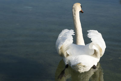 White swan swimming in lake