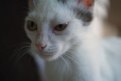 Close-up portrait of cat