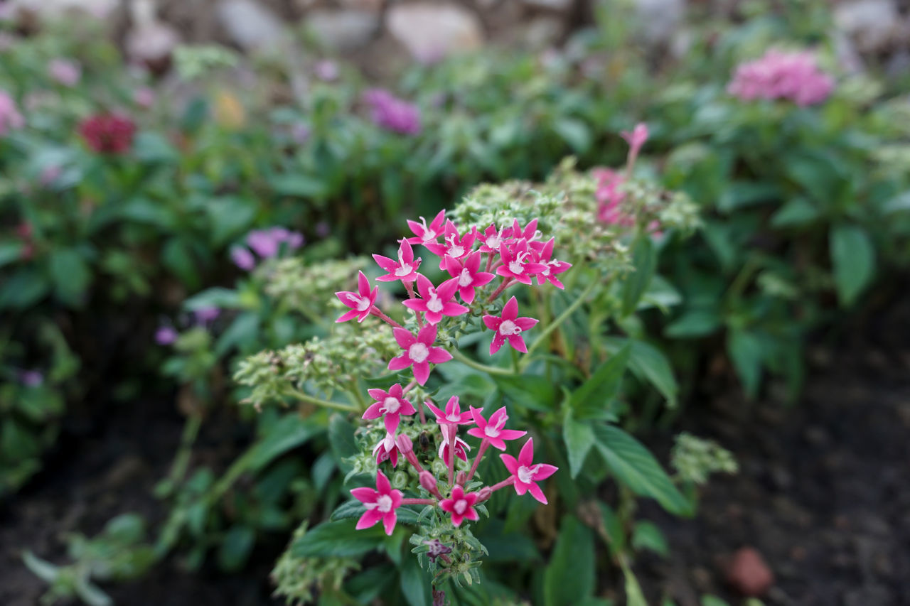 CLOSE-UP OF PINK FLOWER PLANT