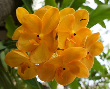 Close-up of yellow flowers blooming outdoors