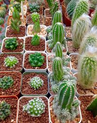 High angle view of various potted plants in garden