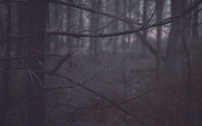 Close-up of bare tree in forest during winter