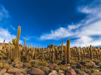 Low angle view of cactus plants against sky
