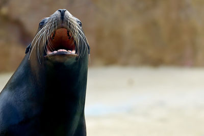 Close-up of sea lion with mouth open
