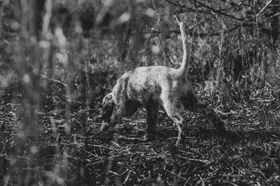 View of a cat walking on field