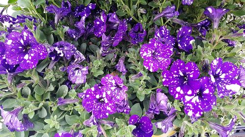 Close-up of purple flowers