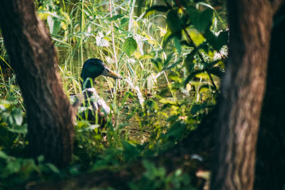 View of a bird on tree trunk