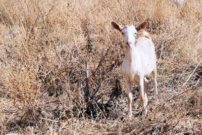 View of horse on field