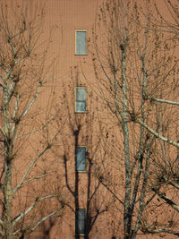 Low angle view of bare tree