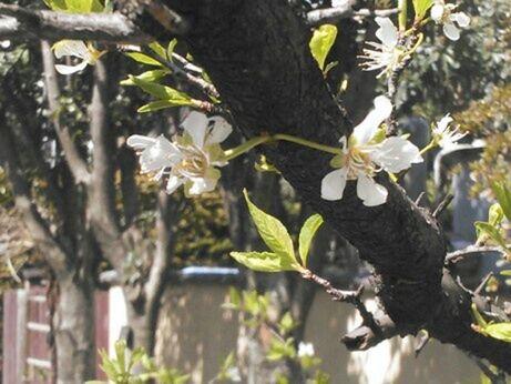 flower, growth, white color, tree, freshness, petal, branch, animals in the wild, nature, animal themes, leaf, wildlife, fragility, focus on foreground, beauty in nature, plant, one animal, close-up, blooming, outdoors