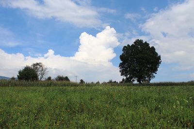 Scenic view of grassy field against sky