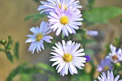 Close-up of purple flowers blooming outdoors