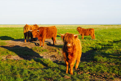 Horse standing on field